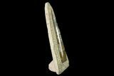 Fossil Orthoceras Sculpture - Tall - Morocco #136427-1